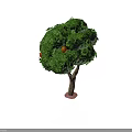 Orange Fruits Growing on Tree with Green Leaves and Brown Trunk