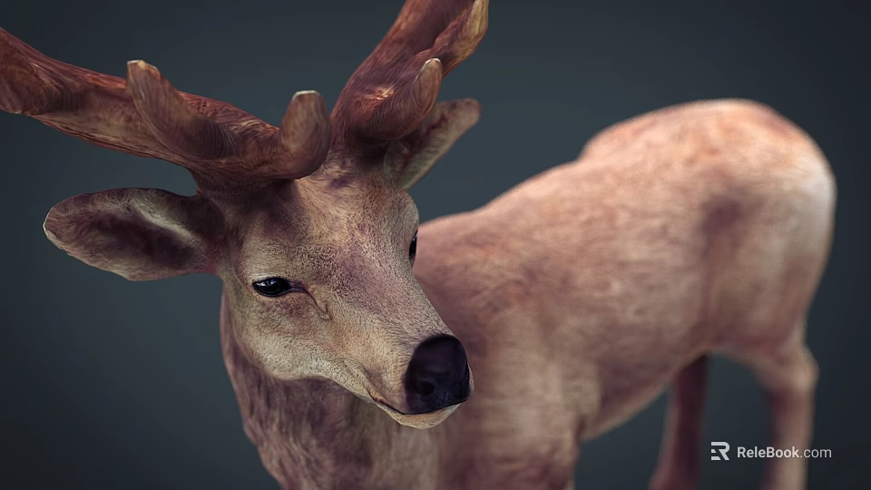 Realistic Brown Deer With Large Antlers Standing In Dark Studio Background 3d model 