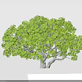 Lush Green Tree with Lush Foliage Thick Trunk and Spreading Branches in Simple Background 3d model
