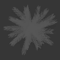 Tall Palm Tree with Slender Trunk and Feathery Fronds Isolated on Black Background