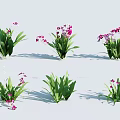 Beautiful Green Plants With Pink Flowers In Different Arrangement Angles