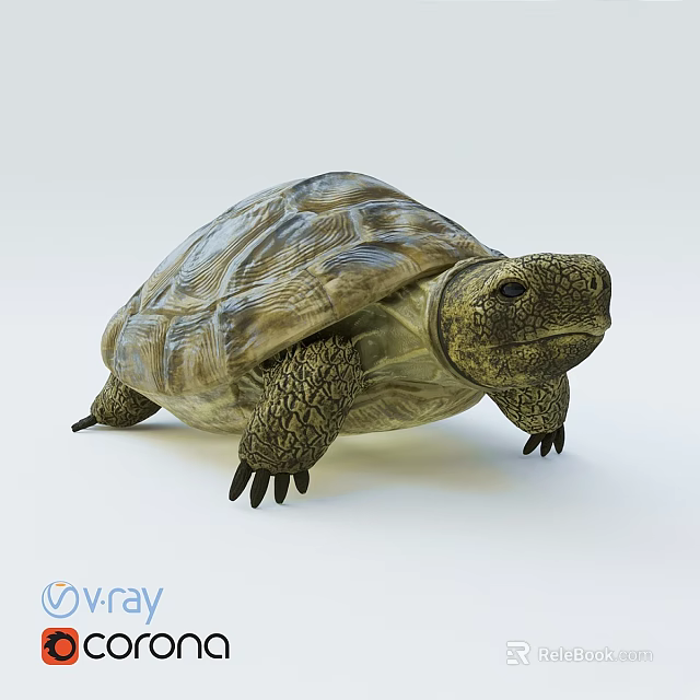 Reptile Tortoise With Textured Shell And Scaly Legs On Light Background 3d model