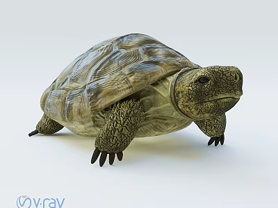 Reptile Tortoise With Textured Shell And Scaly Legs On Light Background 3d model
