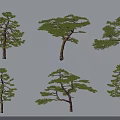 Different Form Pine Trees Displaying Unique Branch Shapes On Gray Background 3d model