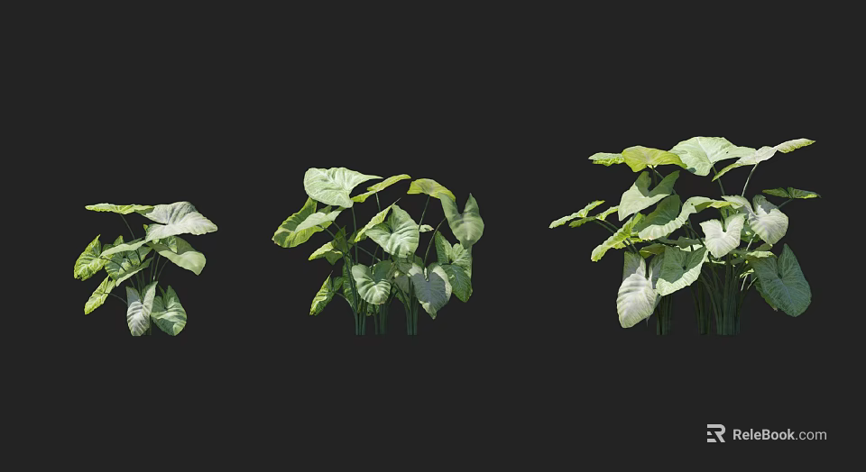 Green Shrub With Lush Green Leaves And Multiple Plant Forms For Garden Decoration 3d model 