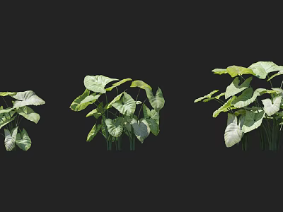 Green Shrub With Lush Green Leaves And Multiple Plant Forms For Garden Decoration 3d model