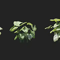 Green Shrub With Lush Green Leaves And Multiple Plant Forms For Garden Decoration