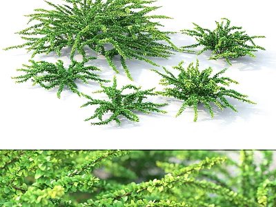 Green Shrubs With Lush Foliage And Various Sizes For Garden Landscaping 3d model