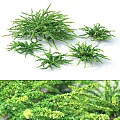 Green Shrubs With Lush Foliage And Various Sizes For Garden Landscaping