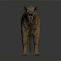 Realistic Honey Badger 3D Model With Open Mouth And Striped Fur