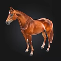 Brown Horse 3D Model Standing On Black Background With Detailed Muscles