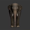 Realistic Gray Elephant with Tusks Standing on Dark Background Showing Smooth Skin Reflection