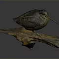 Striped Feathered Bird with Long Beak Perched on Natural Wooden Branch