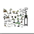 Various Bonsai Plants With Different Shapes And Decorative Pots On Display Shelves