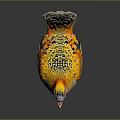 Colorful Bird With Red Yellow Head White Spotted Body Red Legs And Vibrant Tail Feathers
