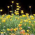 Yellow Flowers And Green Grass Blooming In Natural Garden Scene With Various Petals