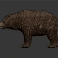 Realistic Brown Bear With Thick Fur Standing In Natural Wildlife Environment