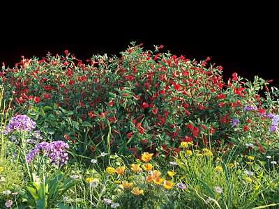 Vibrant Flower Garden With Red Purple Yellow Blooms And Green Foliage 3d model
