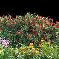 Vibrant Flower Garden With Red Purple Yellow Blooms And Green Foliage