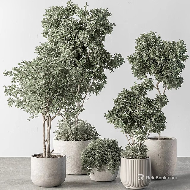 Bonsai Potted Trees With Lush Green Foliage In Various Sizes For Indoor Decor 3d model 
