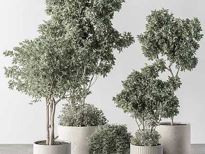 Bonsai Potted Trees With Lush Green Foliage In Various Sizes For Indoor Decor 3d model