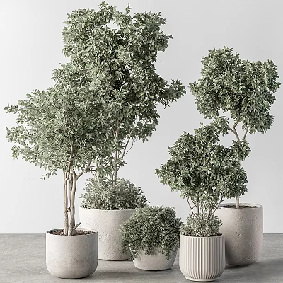 Bonsai Potted Trees With Lush Green Foliage In Various Sizes For Indoor Decor 3d model