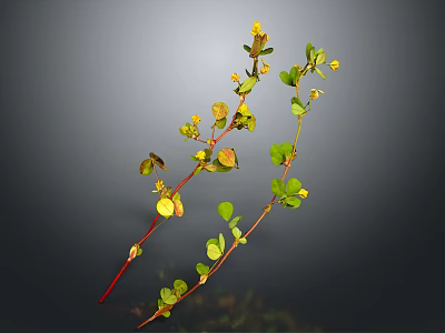 Green Leaf Plant With Yellow Small Flowers And Red Stems On Dark Background 3d model
