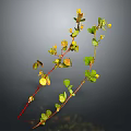 Green Leaf Plant With Yellow Small Flowers And Red Stems On Dark Background