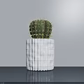 Cactus Bonsai Plant In White Ribbed Pot On Blue Tabletop With Gray Wall