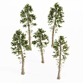Tall Arbor Trees With Straight Trunks And Lush Green Foliage Details