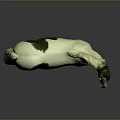 Realistic Brown and White Pony Standing on Gray Surface with Reflection