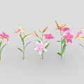 Pink Lilies With Green Stems Leaves And Open Flowers Plus Buds