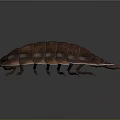 Copper Colored Shiny Segmented Pill Bug With Elliptical Body And Many Legs On Gray Background