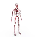 Human Body Organ System Showing Blood Vessels and Circulatory Network Anatomical Structure