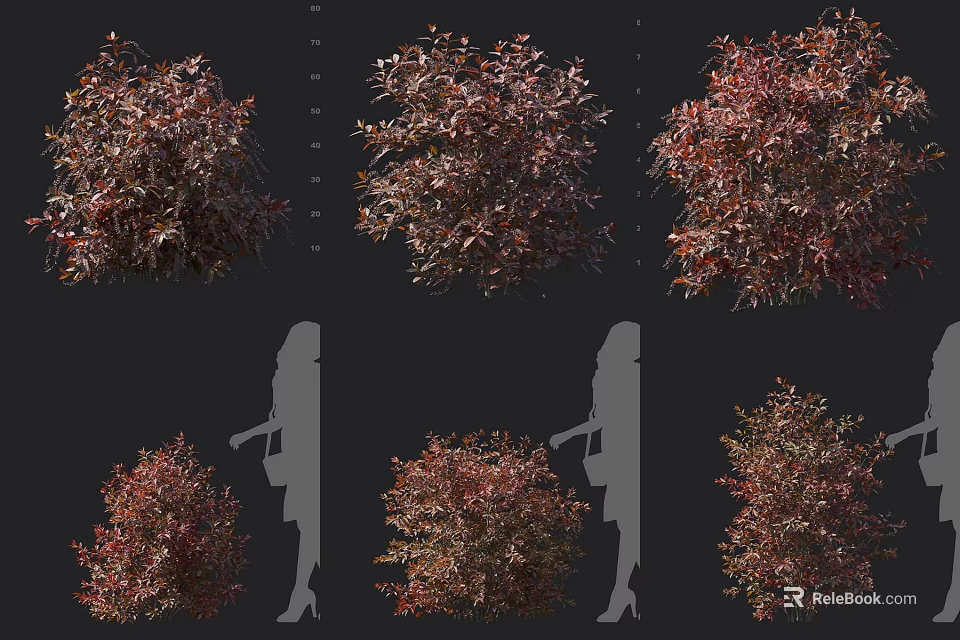 Red Leaf Shrub Varieties For Landscape Design Size Reference And Garden Use 3d model 