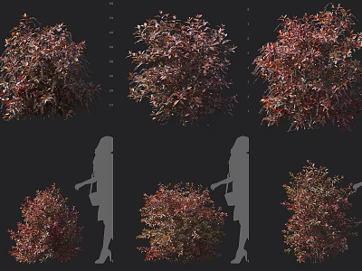 Red Leaf Shrub Varieties For Landscape Design Size Reference And Garden Use 3d model