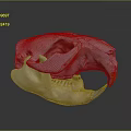 White Animal Skull Featuring Orange Beak On Dark Background 3d model
