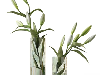Green Lily Buds With Fresh Leaves In Transparent Glass Vases 3d model