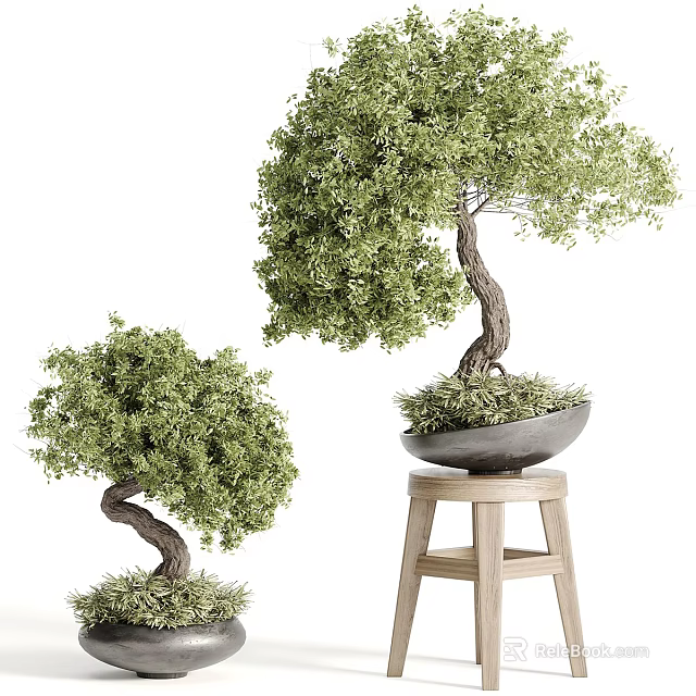 Two Bonsai Plants With Curved Trunks Potted In Grey Containers One On Wooden Stool 3d model 