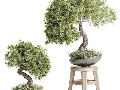 Two Bonsai Plants With Curved Trunks Potted In Grey Containers One On Wooden Stool 3d model