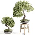 Two Bonsai Plants With Curved Trunks Potted In Grey Containers One On Wooden Stool