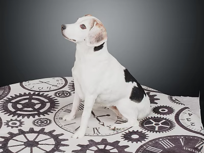 White and black spotted dog sitting on gear-patterned cloth looking up with gray background 3d model