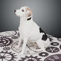 White and black spotted dog sitting on gear-patterned cloth looking up with gray background