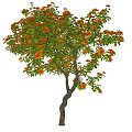 Beautiful Lush Tree With Orange Flowers Green Leaves And Curved Trunk