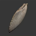 Natural Shell Organism Organ with Hair like Texture and Iridescent Surface Patterns 3d model