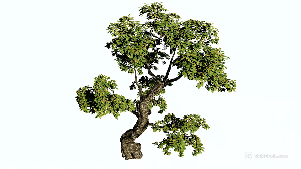 Elegant Curved Trunk Tree with Lush Green Leaves and Natural Beauty Shape 3d model 