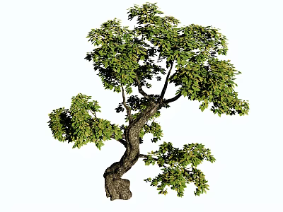 Elegant Curved Trunk Tree with Lush Green Leaves and Natural Beauty Shape 3d model