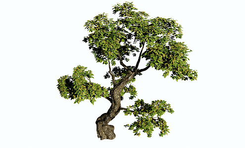 Modern Tree Modeling Landscape Tree 3d model