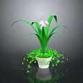 Green Orchid Plant With Pink Flowers In White Pot And Trailing Leaves On Dark Background