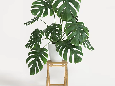 Monstera Potted Plant in White Pot on Wooden Stool with White Background 3d model